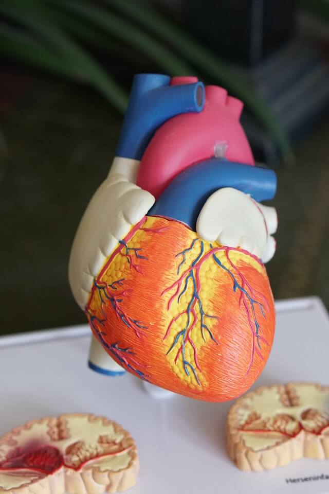 A model of a human heartDescription automatically generated