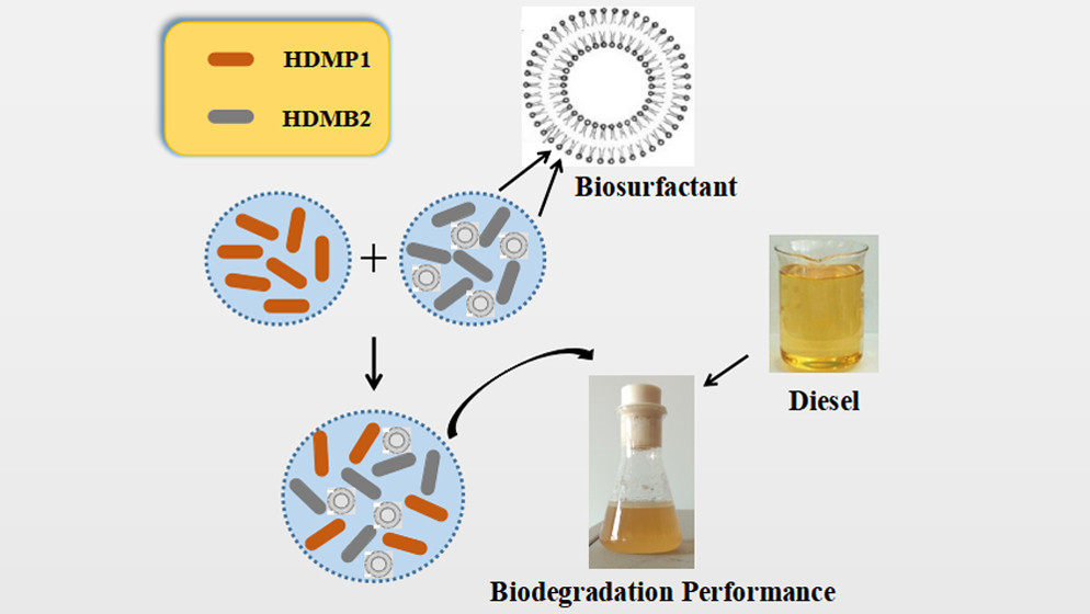 coconut oil derived biosurfactant