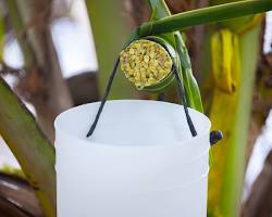 Sucrose Inversion in Coconut Sap Cooking